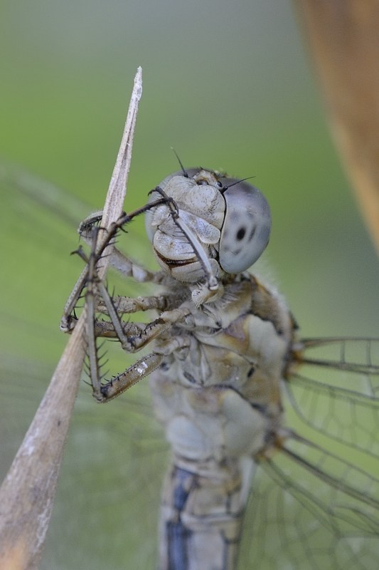 Orthetrum coerulescens